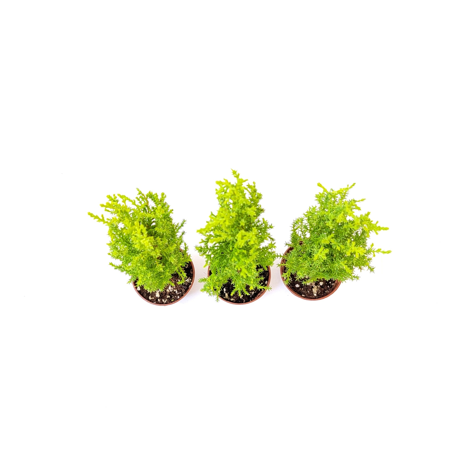 3-PK Live Dwarf Lemon Cypress, Live Indoor Tree, Fragrant Plant, 2.5-in Pot