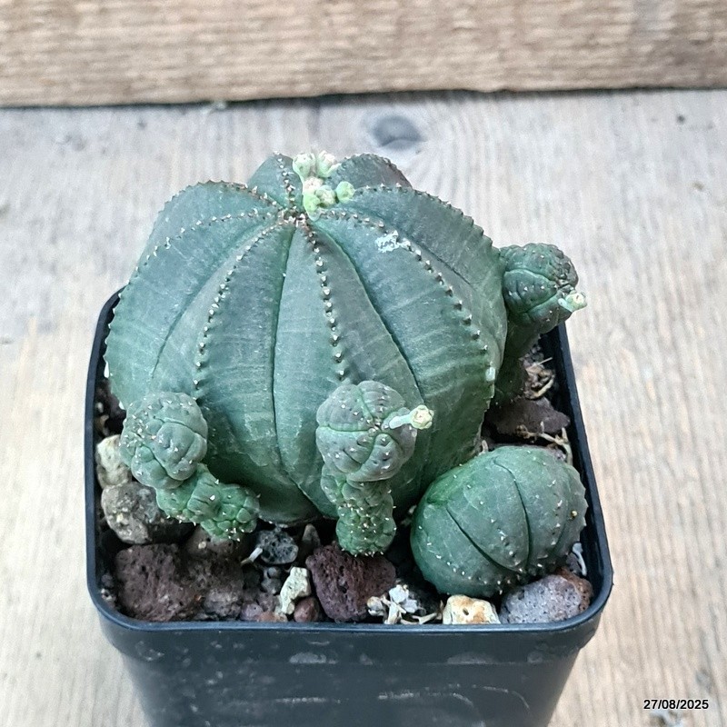 D6199 EUPHORBIA OBESA PROLIFERA pot8-H8-W9 cm MaMa Cactus