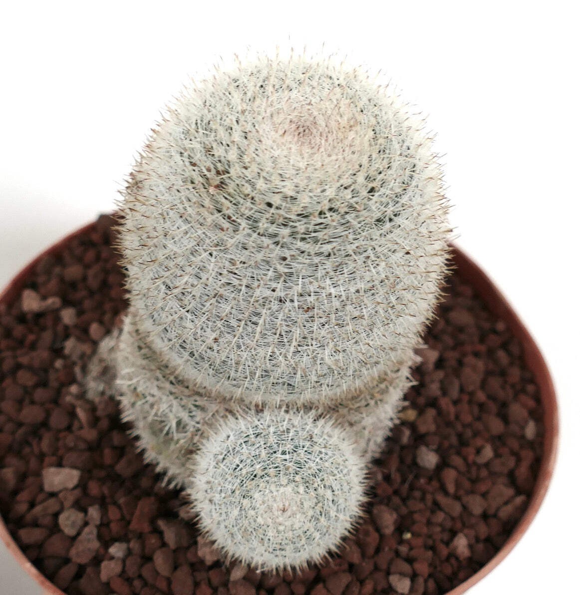 Mammillaria albilanata WITH LATERAL BRANCH 1006 – White woolly nipple cactus | S