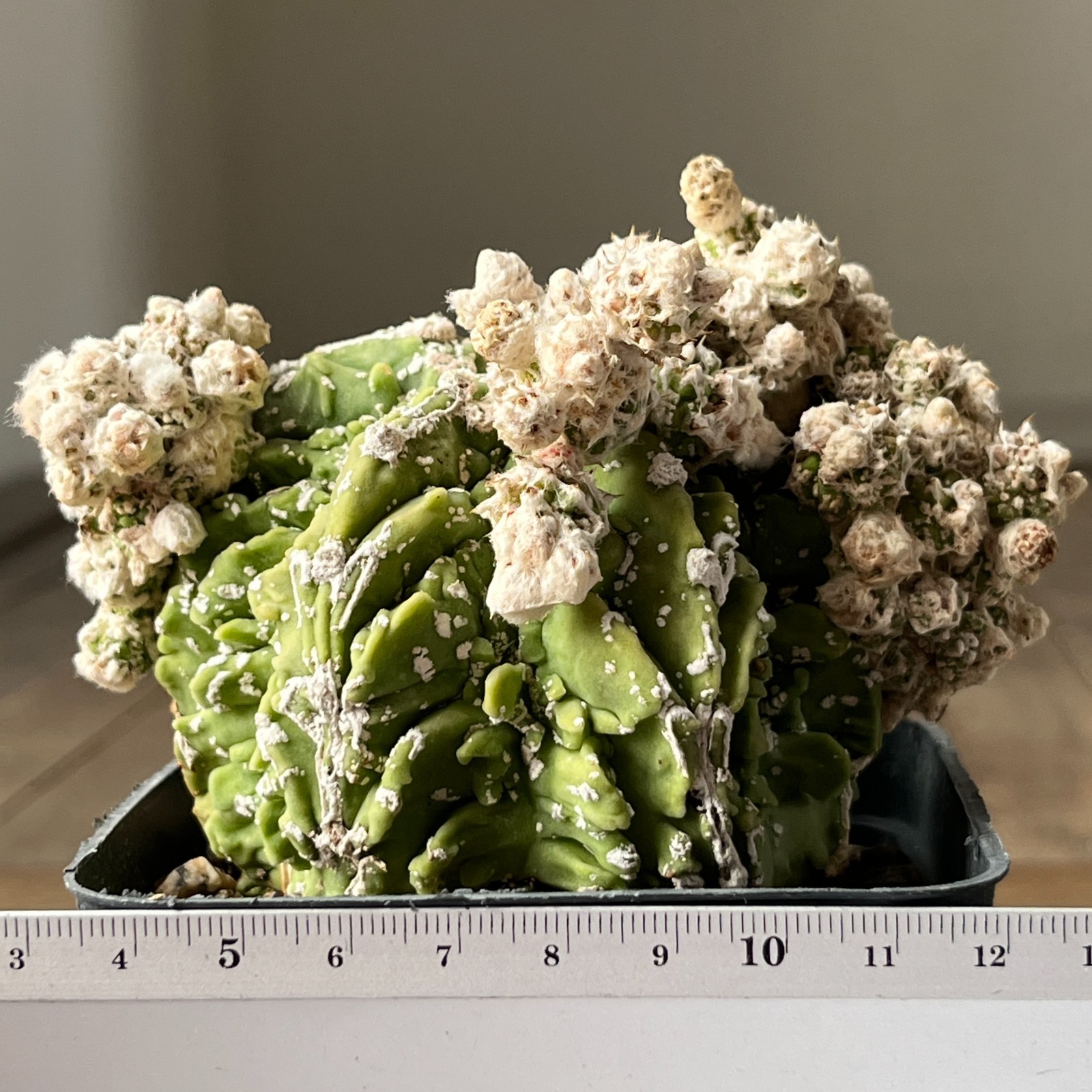 A39-2041 Astrophytum myriostigma cv. Fukuryu, own root