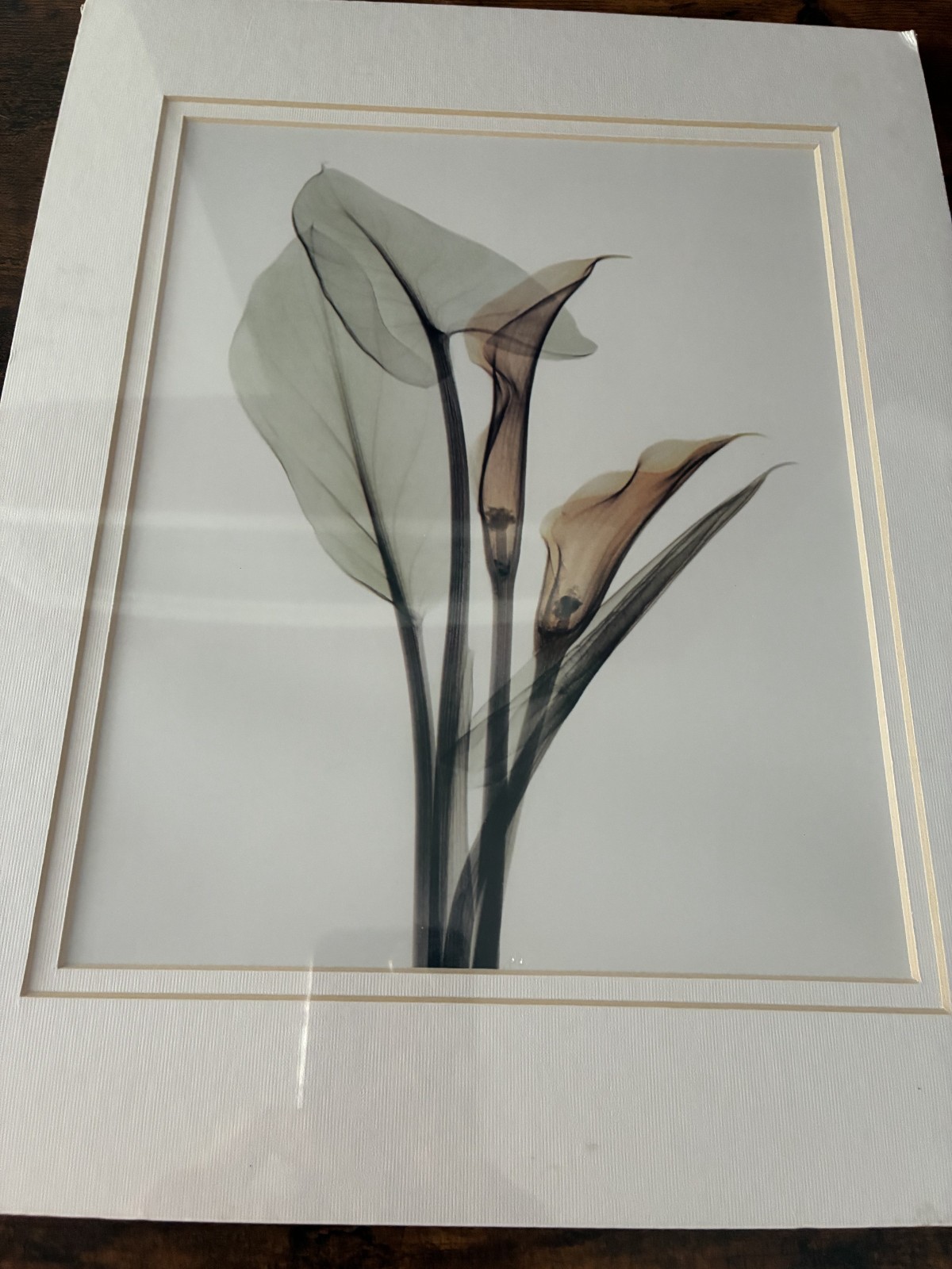 Set of 2 Calla Lily art prints