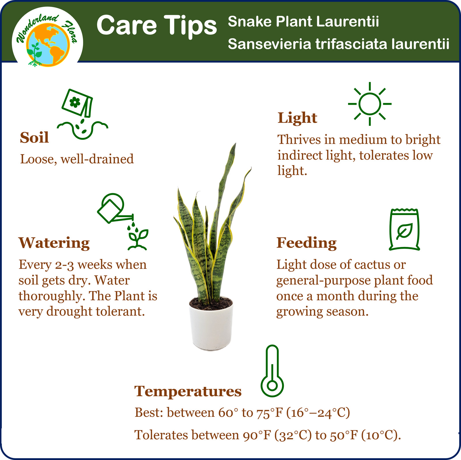 Snake Plant, Variety of Laurentii, Air Purifier, Low Maintenance, 4″ Décor Pot