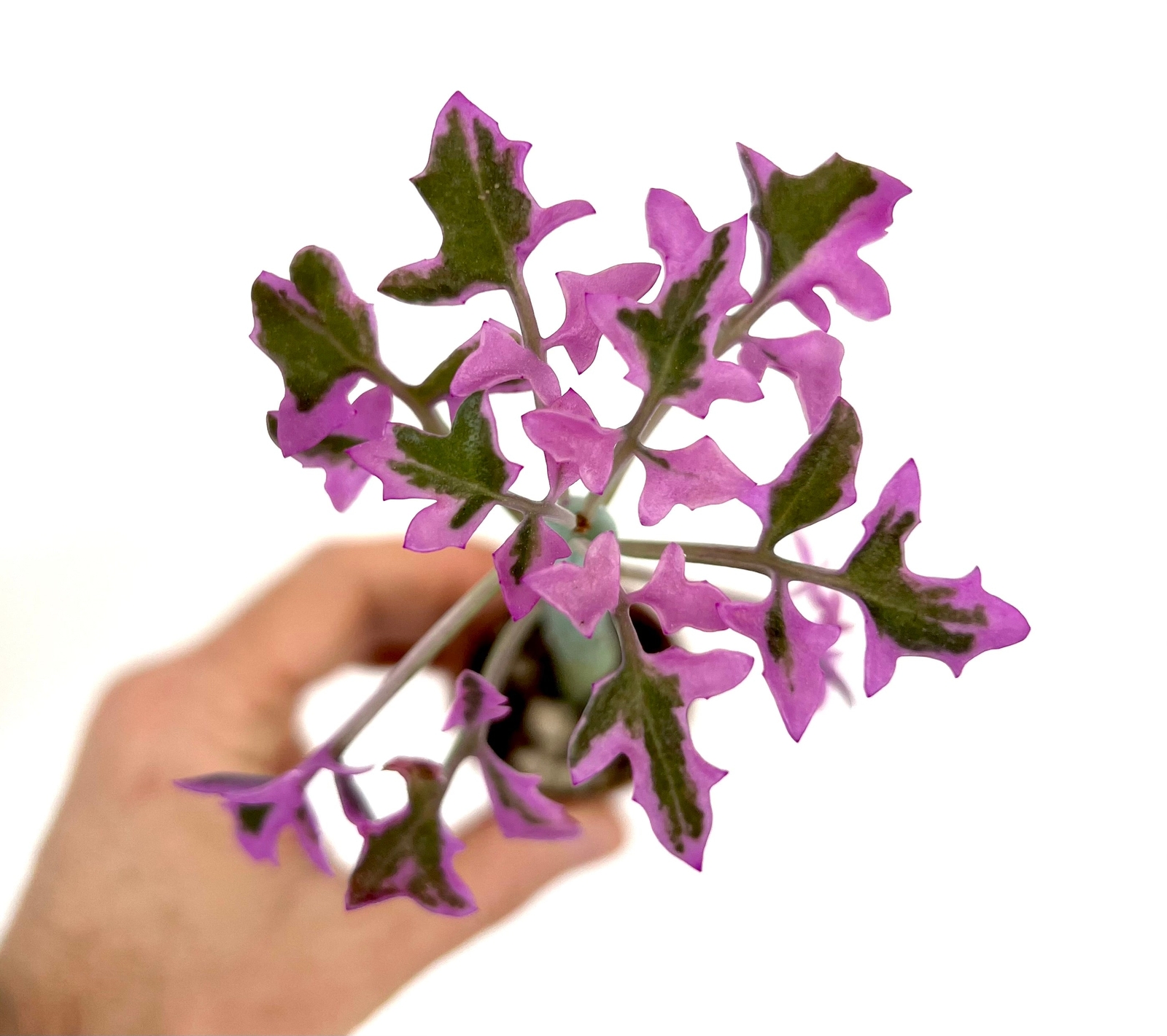 Senecio articulatus VARIEGATED – Candle Plant | Hot Dog Cactus | Jelly Bean Plan