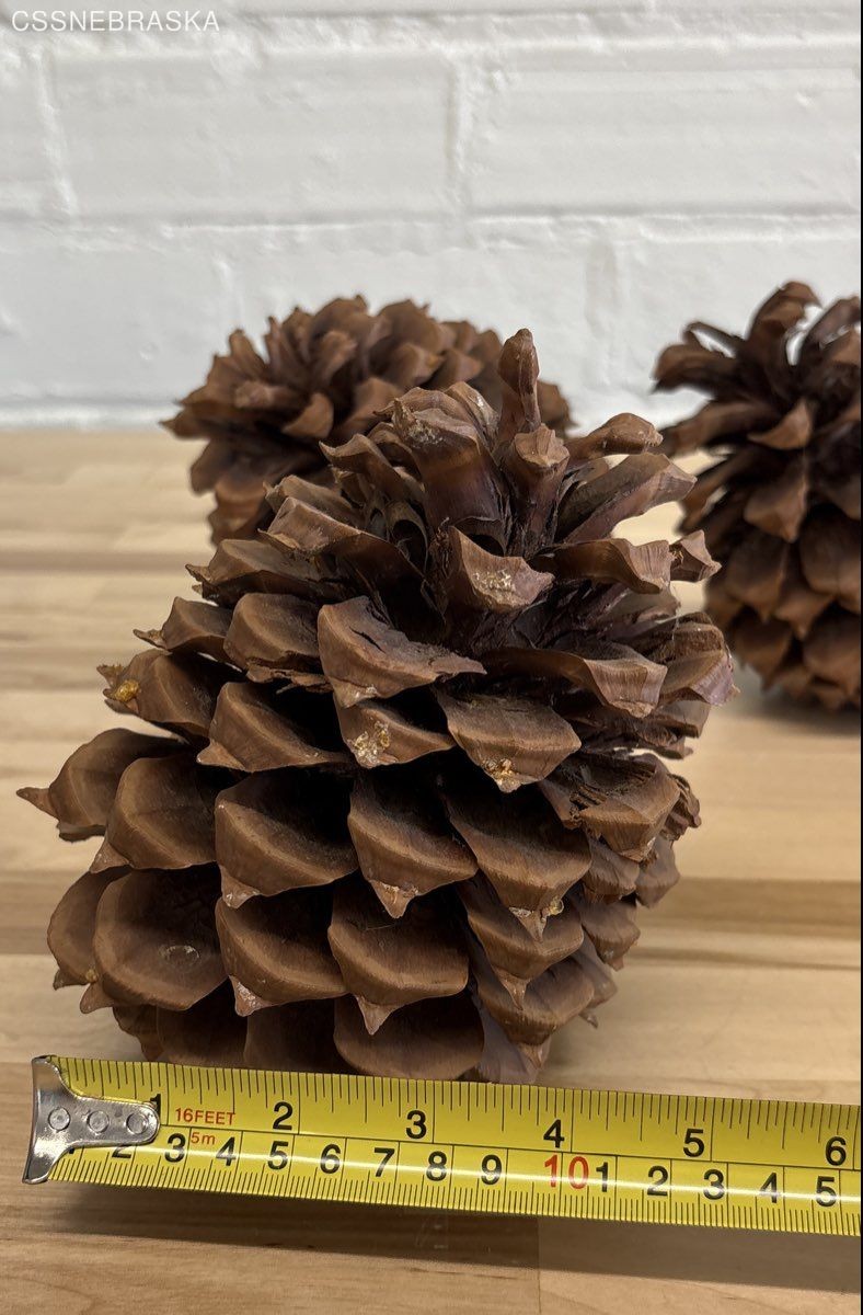 Pine Cones Large Set of Seven 4” to 6”Tall 3 to 4 Inch Diameter Craft Unscented