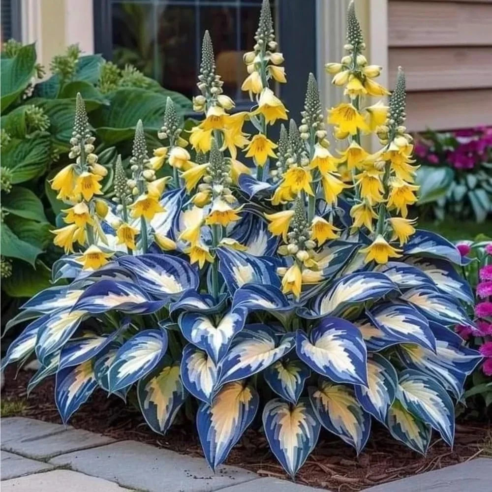 220+ Hosta Seeds Blue Perennial for Planting,Hosta Seeds Blue and Black,Rare Hos