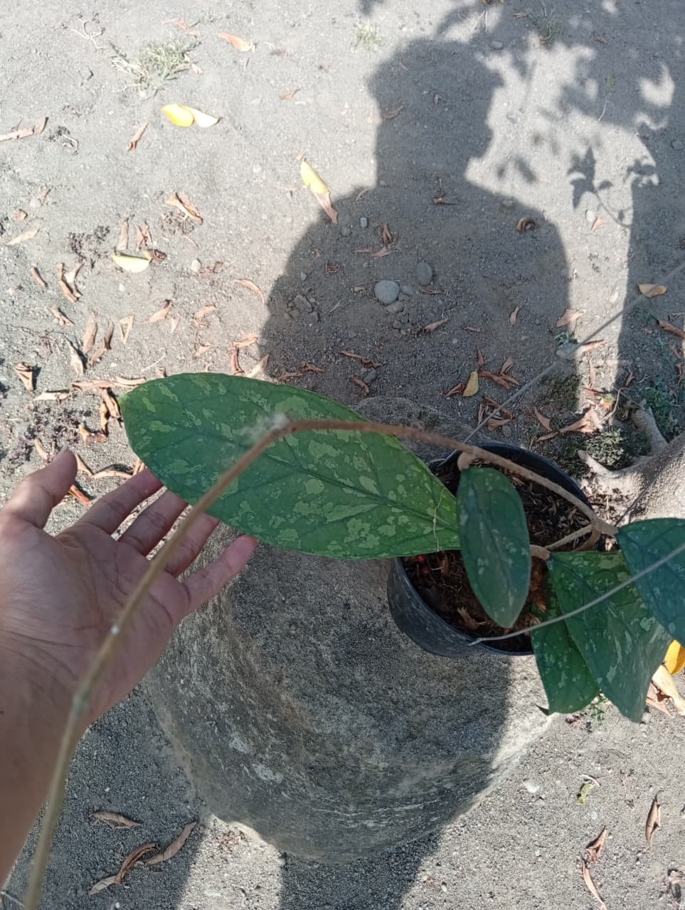 Real Picture Hoya Clemensiorum Green Splash Rare Plant