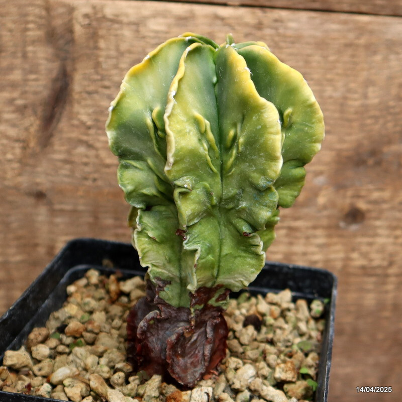 D1275 ASTROPHYTUM MYRIOSTIGMA FUKURYU VARIEGATED pot13-H14-W8 cm MaMa