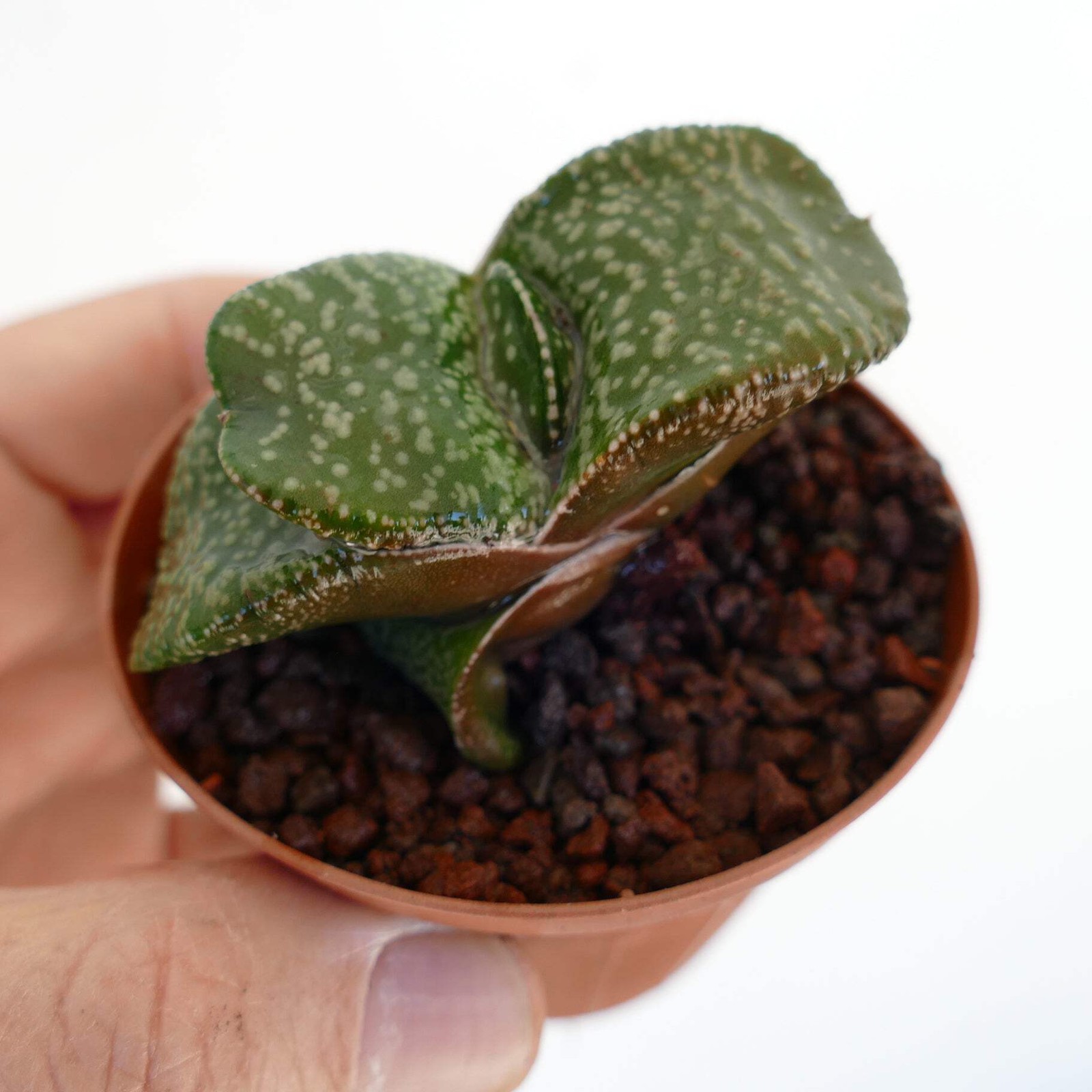 Gasteria armstrongii SUPER WHITE PEARL DWARF – Armstrong’s gasteria | Armstrong’