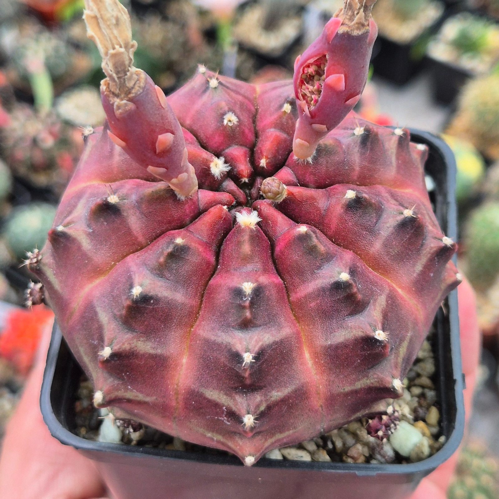 Gymnocalycium mihanovichii ‘Day Dream’ VVG2 20seeds harvest 2025