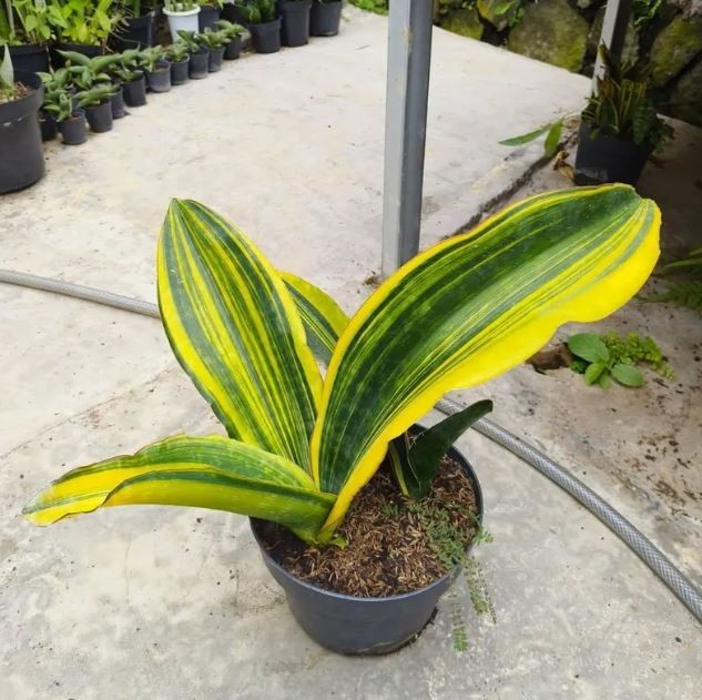 Sansevieria Malawi Midnight Variegated Big Size Beautiful Uniqe Snake Plant
