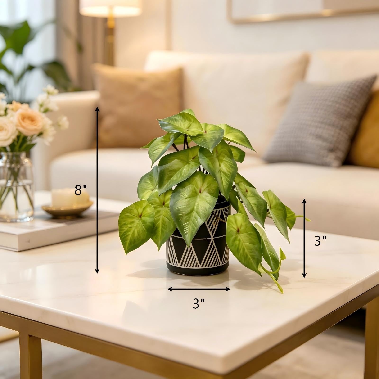 Small Ivy Plant Black White Geo Cement Pot Desk Decor