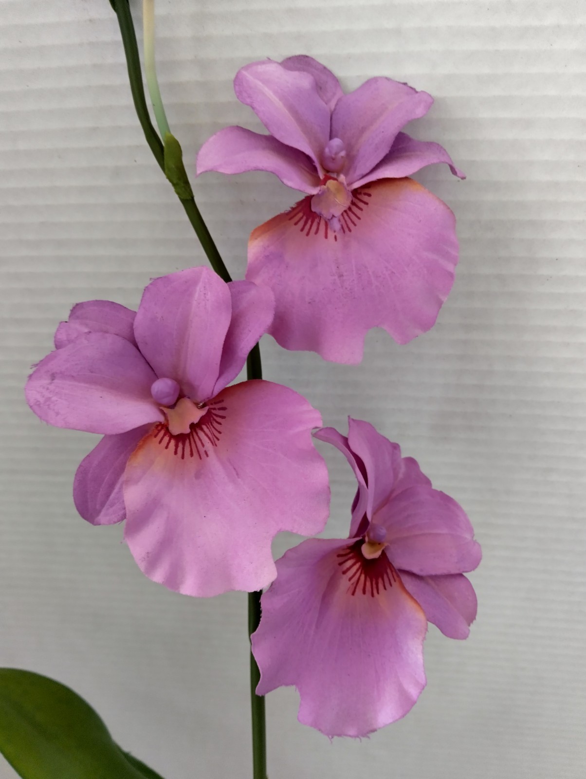 ARTIFICIAL miltoniopsis orchid plant