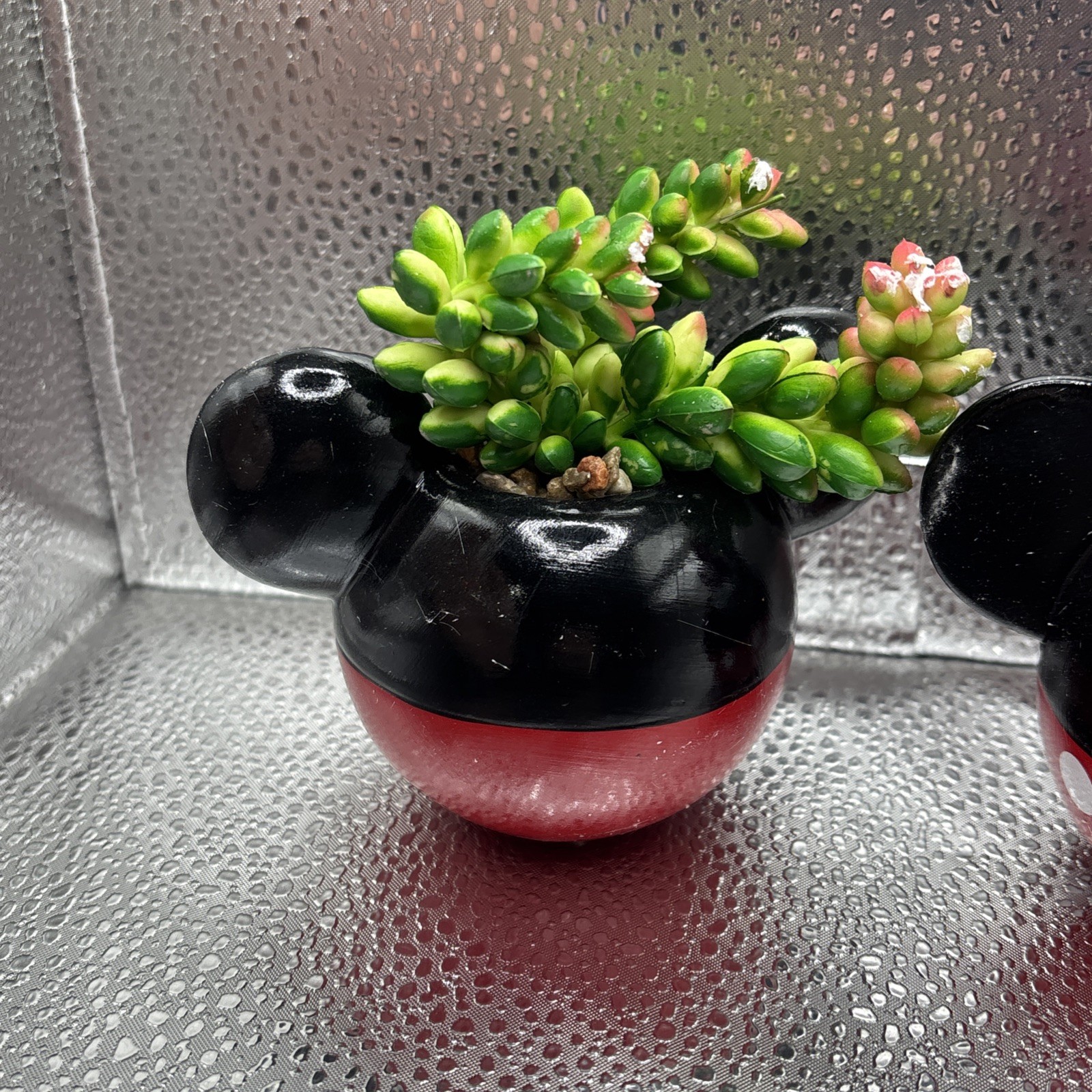 Mickey & Minnie Classic Succulent Set (2 Piece Set)