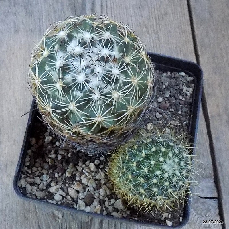 D5437 CORYPHANTHA IMPEXICOMA pot12-H14-W11 cm MaMa Cactus