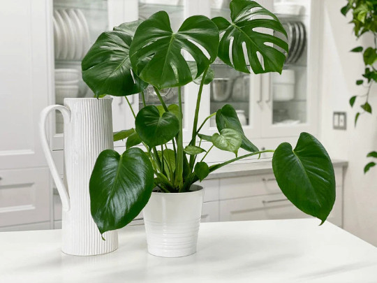 Monstera Deliciosa Tropical Split Leaf Plant in 6 inch Pot | Indoor and Outdoor