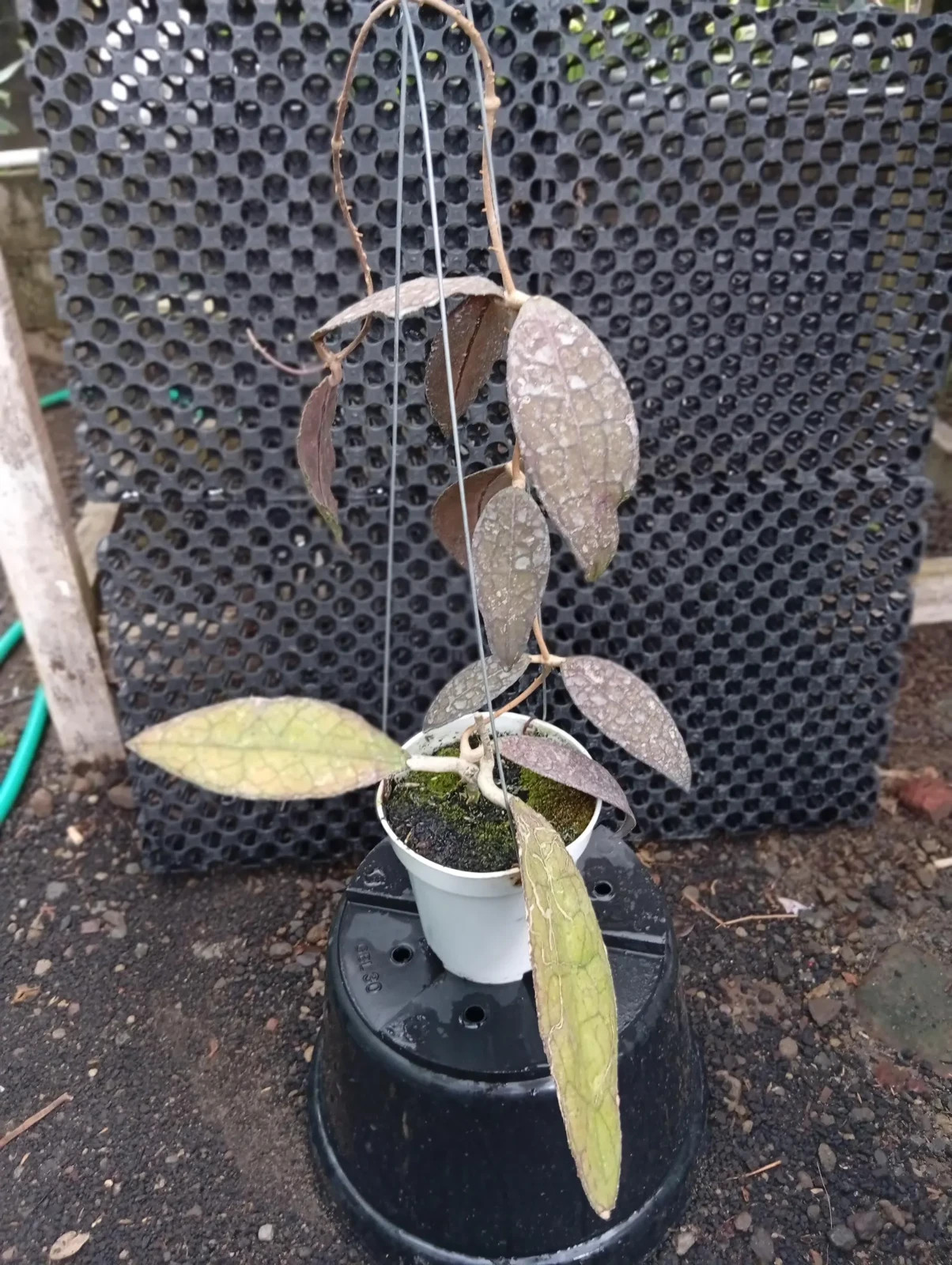 Real Picture Hoya Clemensiorum Red Lush Leaves
