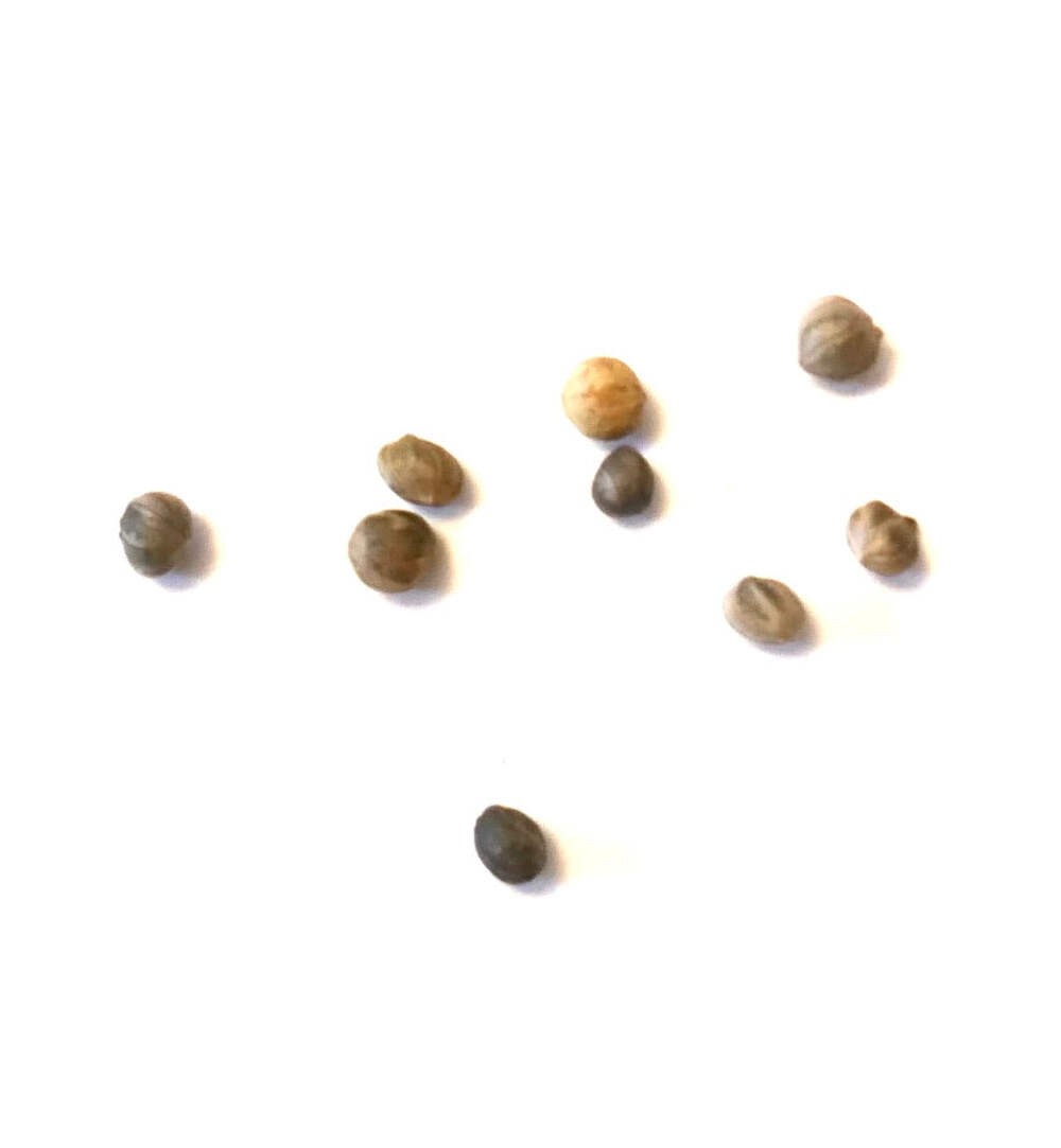 Cornus sericea SEEDS – Red osier dogwood | Red twig dogwood