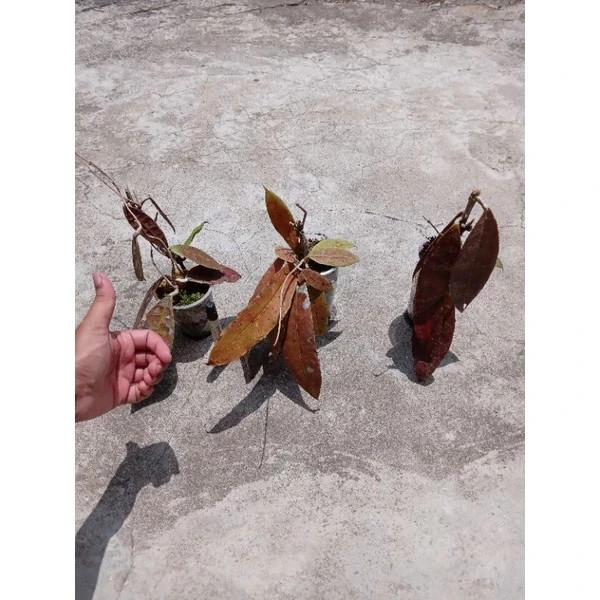 Hoya Aff Lambii Red Leaves Rare Plant