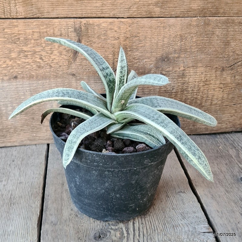 D5620 GASTERIA BATESIANA VARIEGATED pot18-H16-W32 cm MaMa Cactus