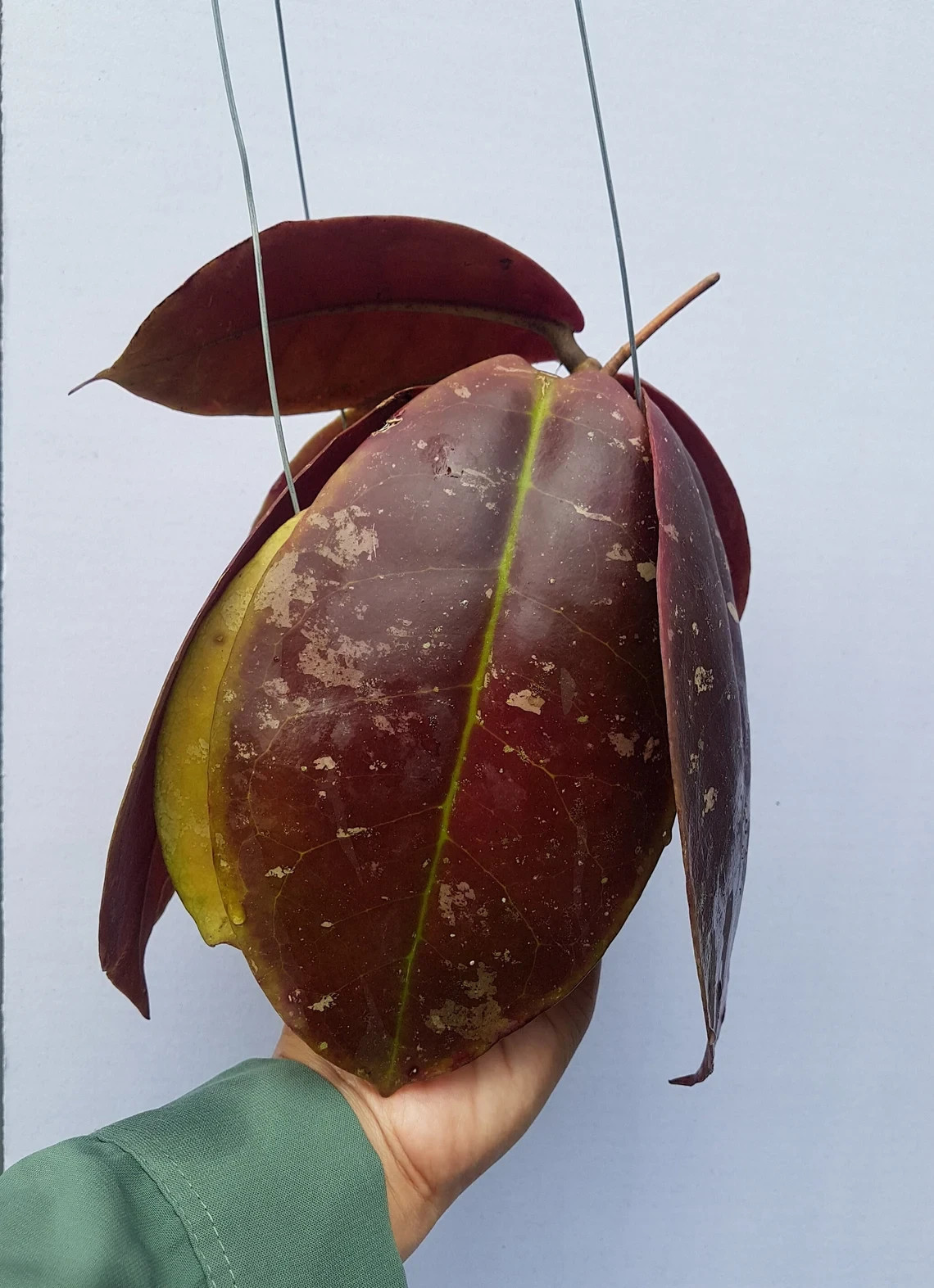 Real Pict Hoya Mitrata Red Rare Plant