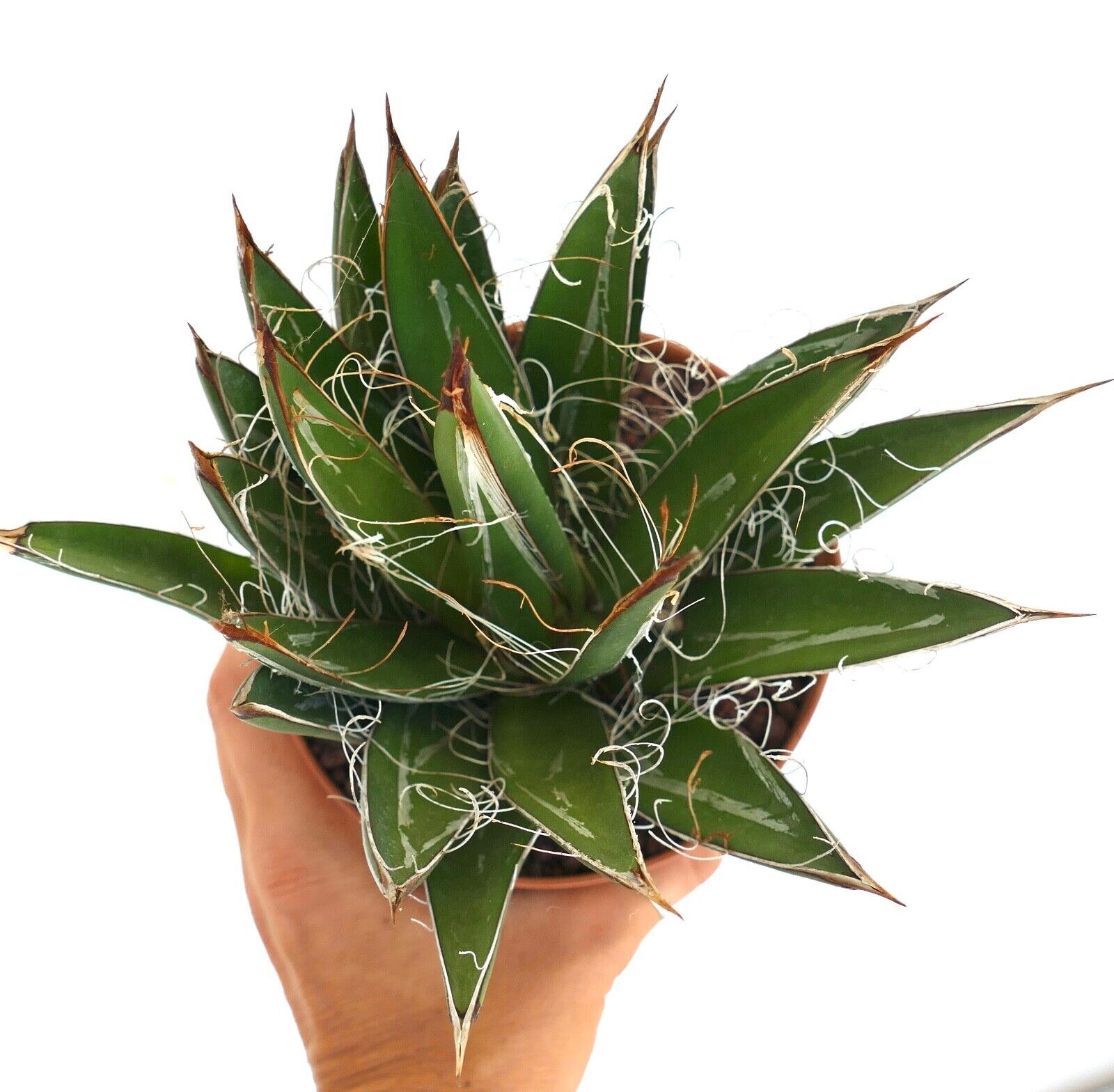 Agave schidigera COMPACT FORM KZ9 – Thread agave | Century plant