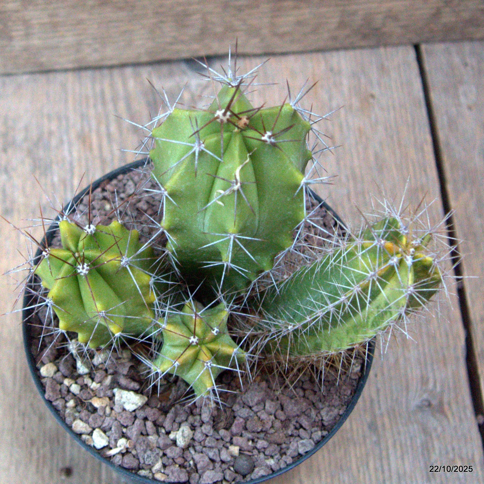 D7094 POLASKIA CHENDE VARIEGATED pot12-H13-W13 cm MaMa Cactus