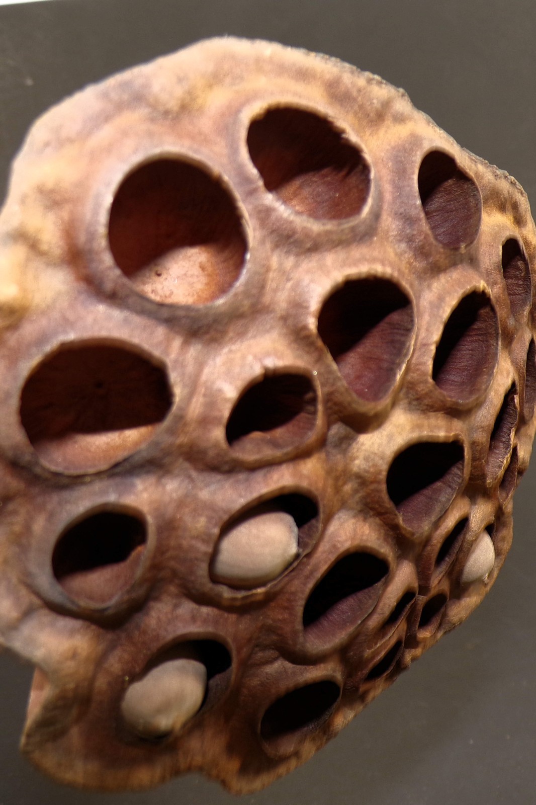 Lotus Seed Pods Lot of 3 Dried for Crafts and Decor 16″L
