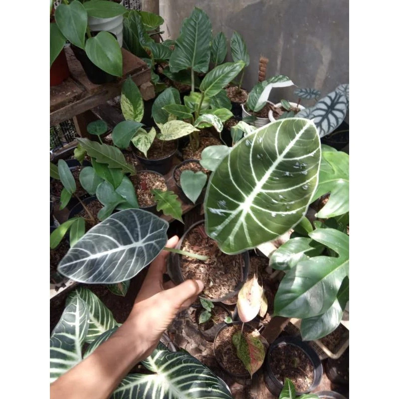 Alocasia Black Velvet Rare Unique Live Tropical Plant PL104
