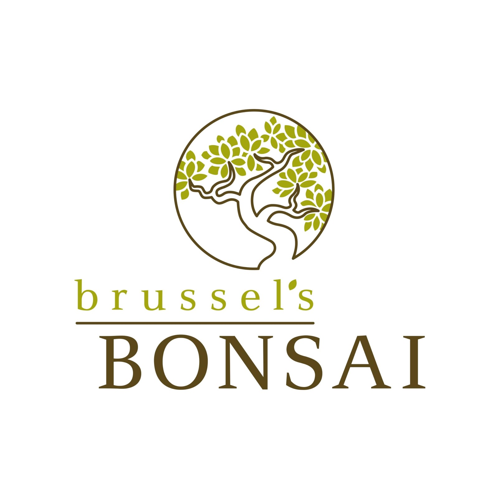 Brussel’s Live Harland Boxwood Outdoor Bonsai Tree – 4 Years Small, Green