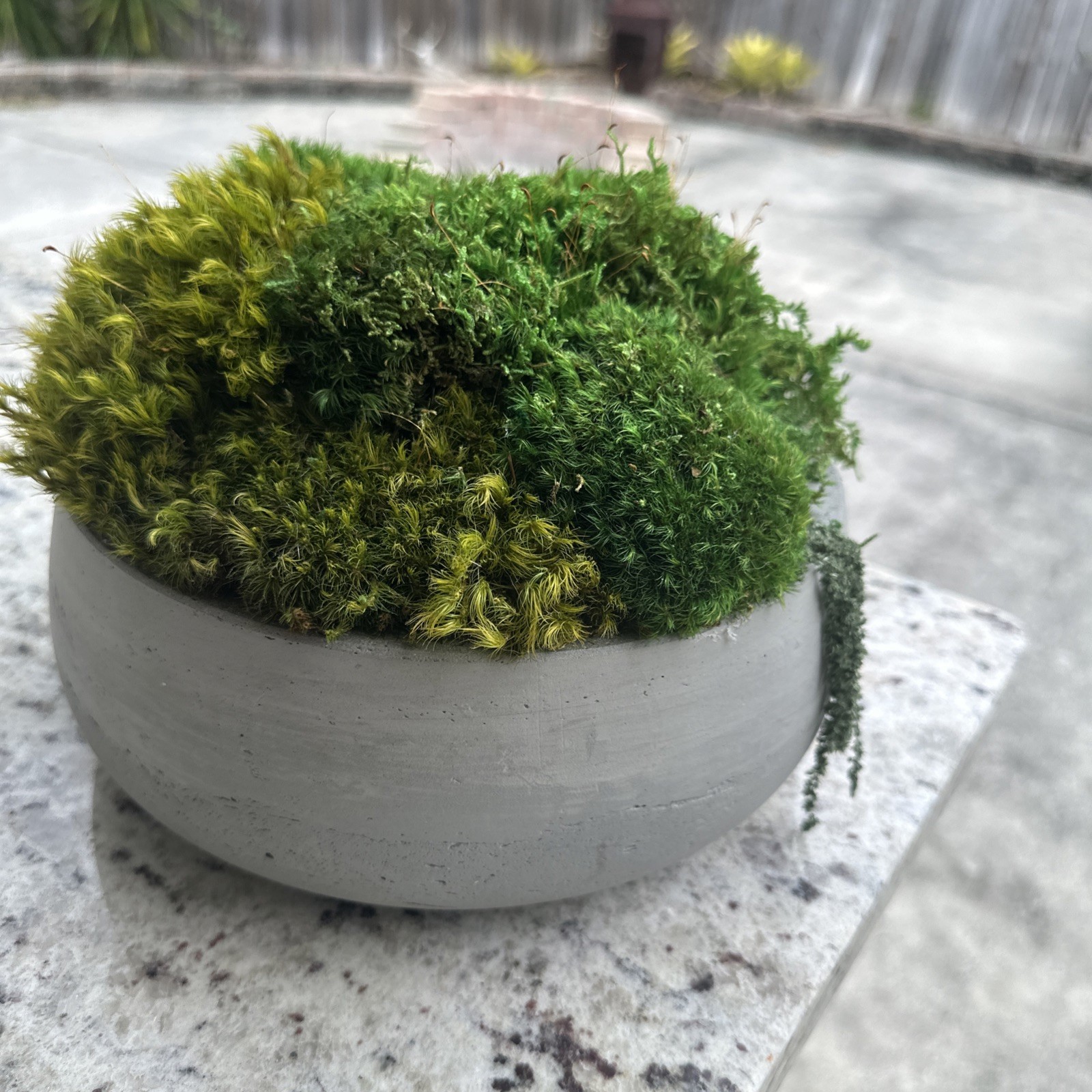 Preserved Moss Green Accent Bowl Table Design Arrangement Interior Garden Decor