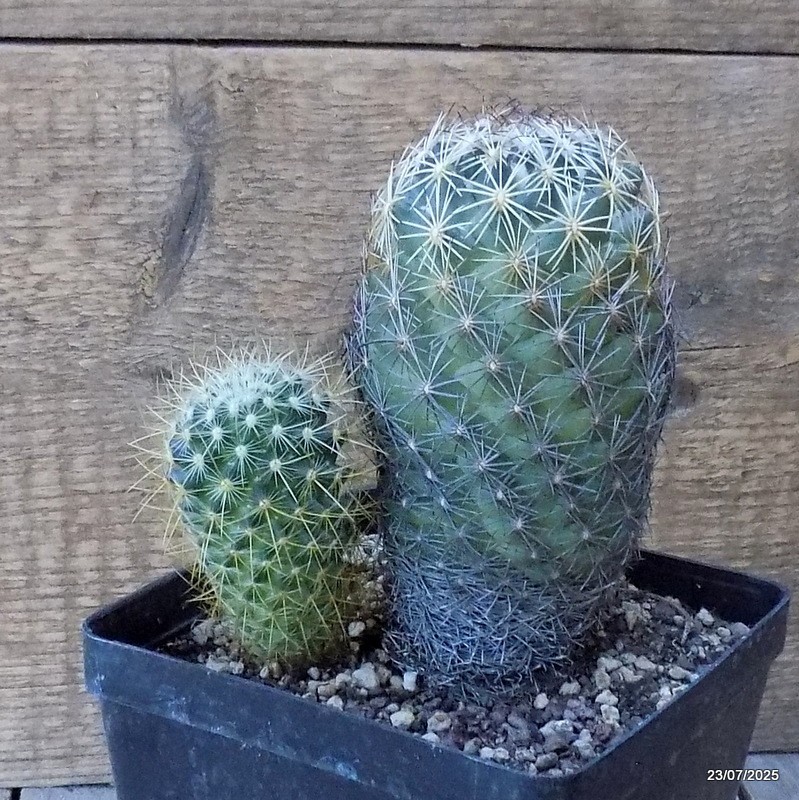 D5437 CORYPHANTHA IMPEXICOMA pot12-H14-W11 cm MaMa Cactus