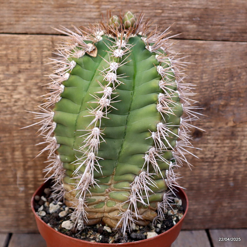 M86 GYMNOCALYCIUM CHACOENSE pot14-H19-W13 cm MaMa Cactus