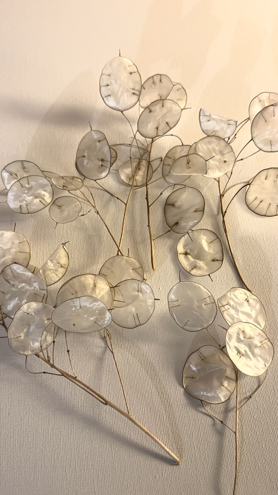6 Dried Lunaria Moonwort Honesty Silver Dollar Plant Stems, 5-8” Tall organic