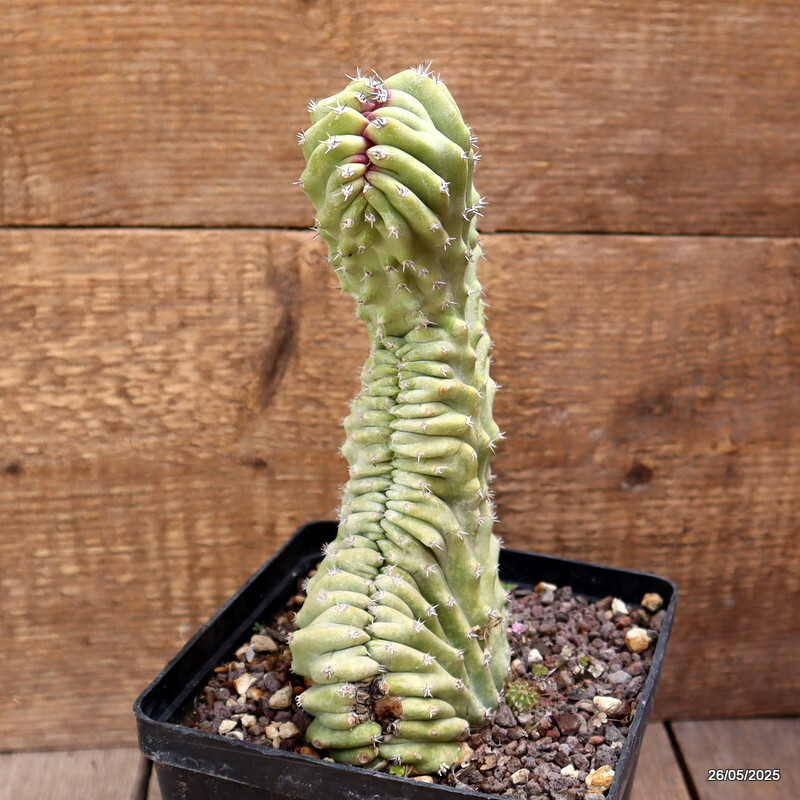 D4380 LOPHOCEREUS SCHOTTII CRESTED pot14-H22-W11 cm MaMa Cactus