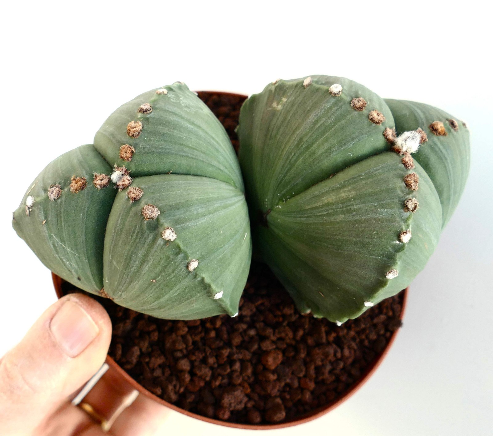 Astrophytum myriostigma var. tricostatum SEEDS – Rare Cactus SEEDS