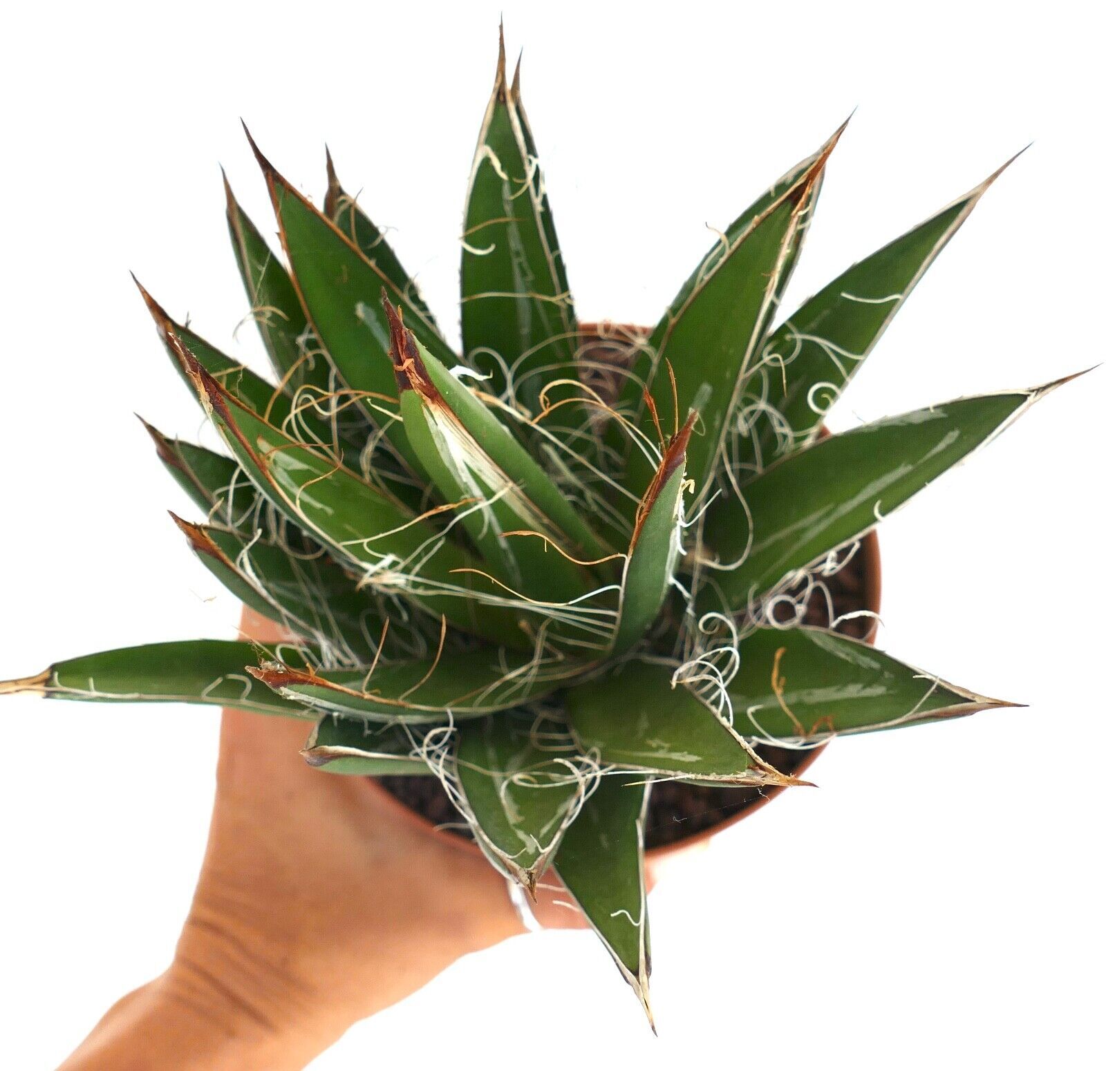 Agave schidigera COMPACT FORM KZ9 – Thread agave | Century plant