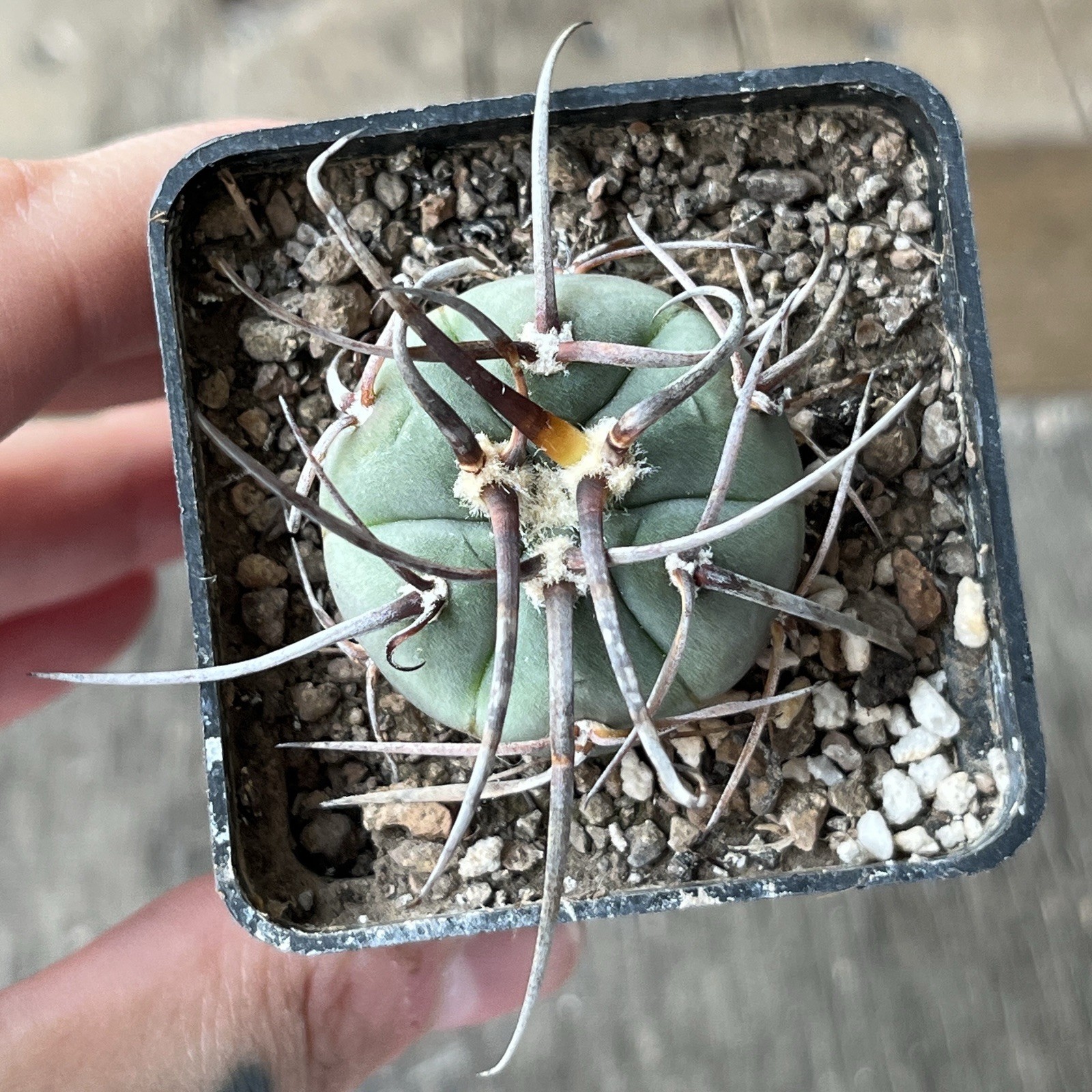 A12-496.G.armatum, MS375, El Paichu, Tarija, Bolivia, own root