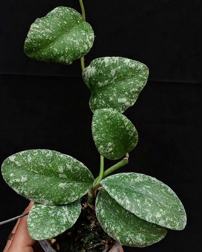 Hoya Waymaniae Splash Tropical Indor Outdor Wax Plant