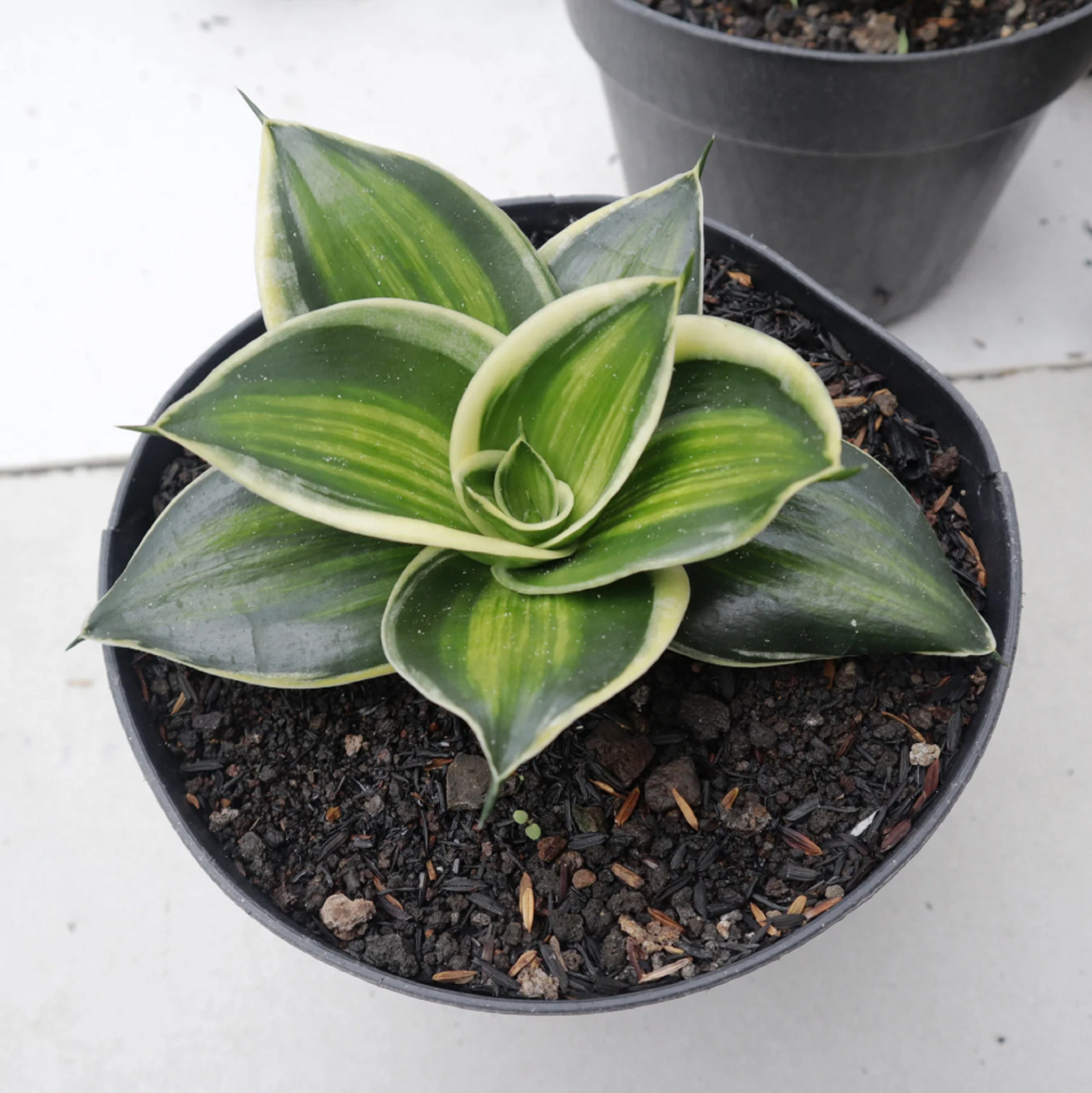 Sansevieria Jade Dwarf Variegated Striata Rare Unique Snake Plant