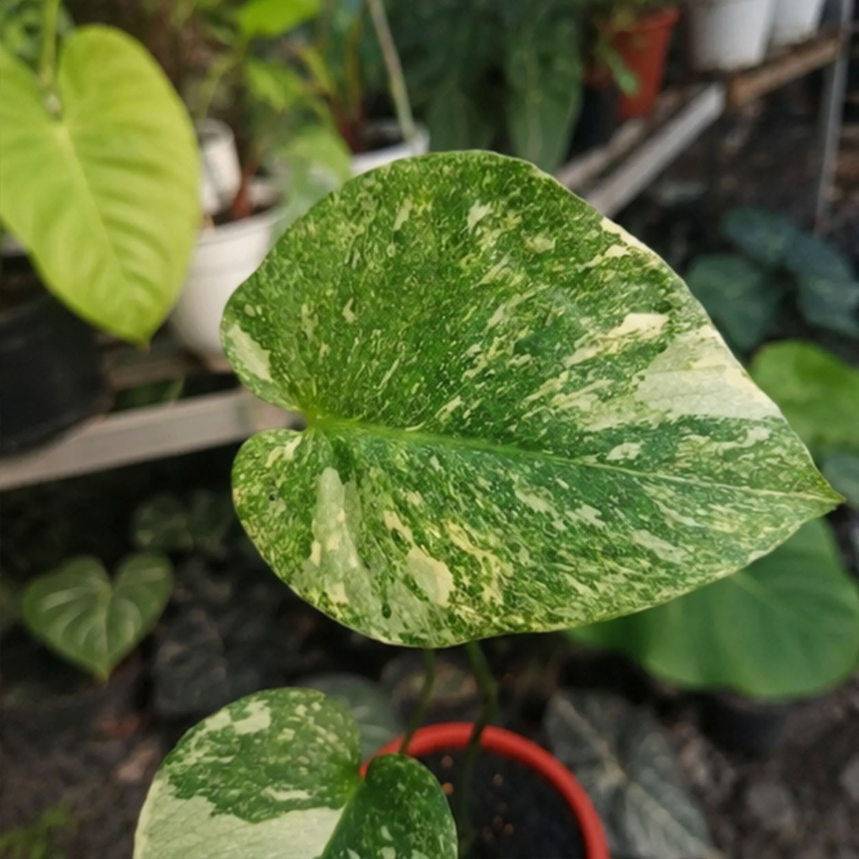 Monstera Legacy Diamond | Rare Variegated Monstera | Collector Aroid