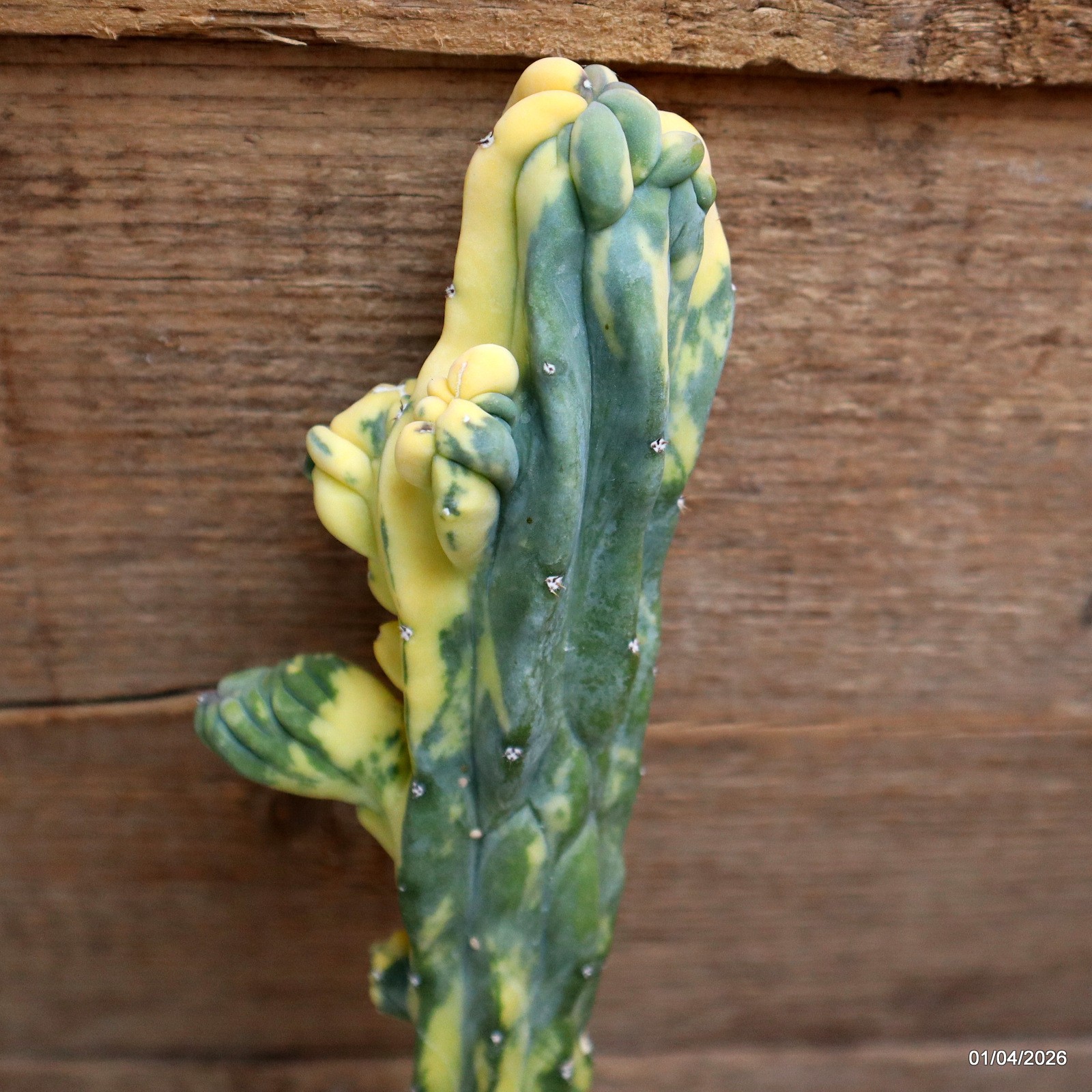 D8196 MYRTILLOCACTUS GEOMETRIZANS VARIEGATED pot12-H43-W6,5 cm MaMa Cactus
