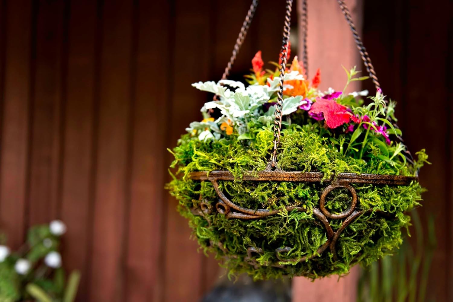 Long Lasting Moss for Home & Garden