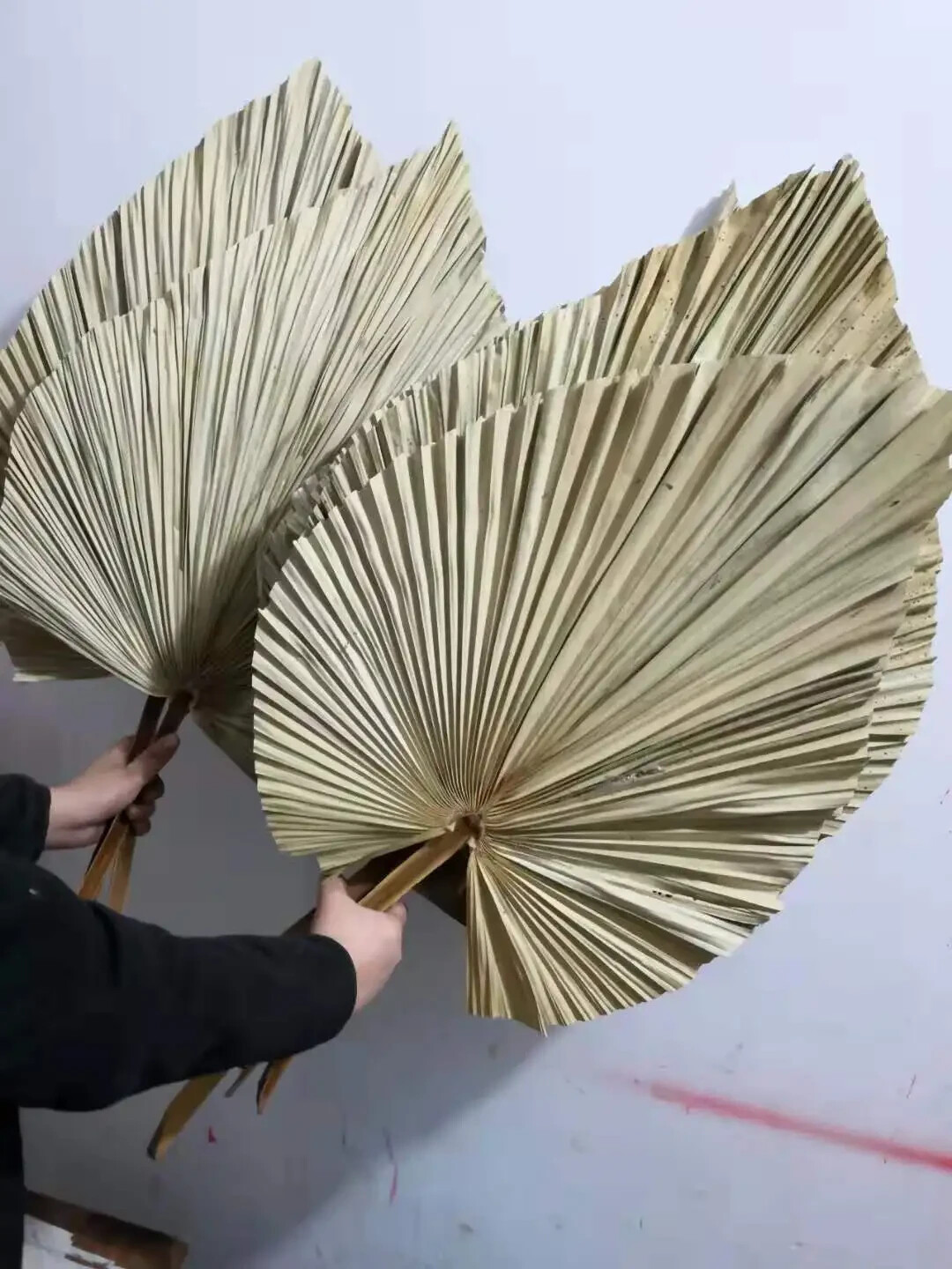Dried Natural Plant Palm leaves