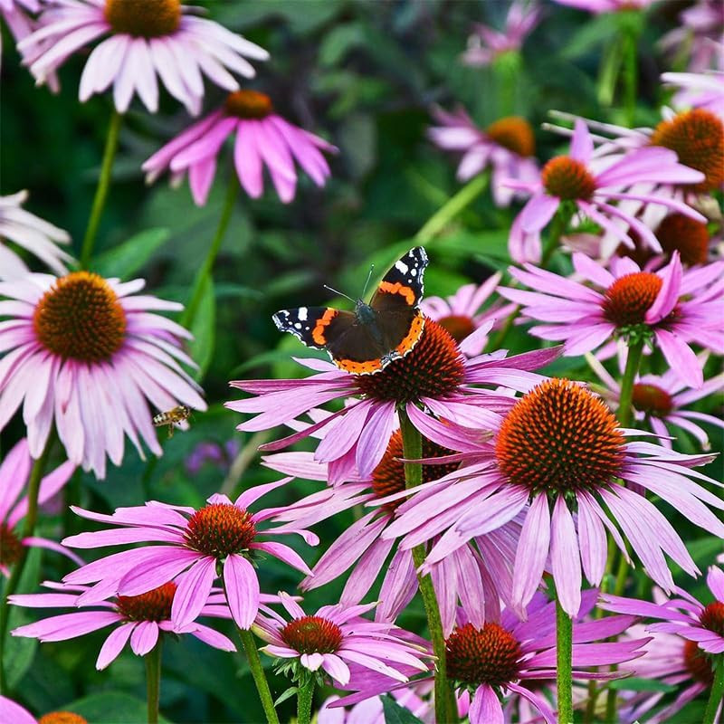 200+ Perennial Mix Echinacea Coneflower Seeds for Planting-Rare Non-Gmo Plant Fl