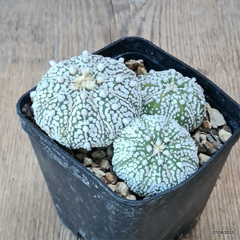 D5777 ASTROPHYTUM SUPERKABUTO pot8-H4-W9 cm MaMa Cactus