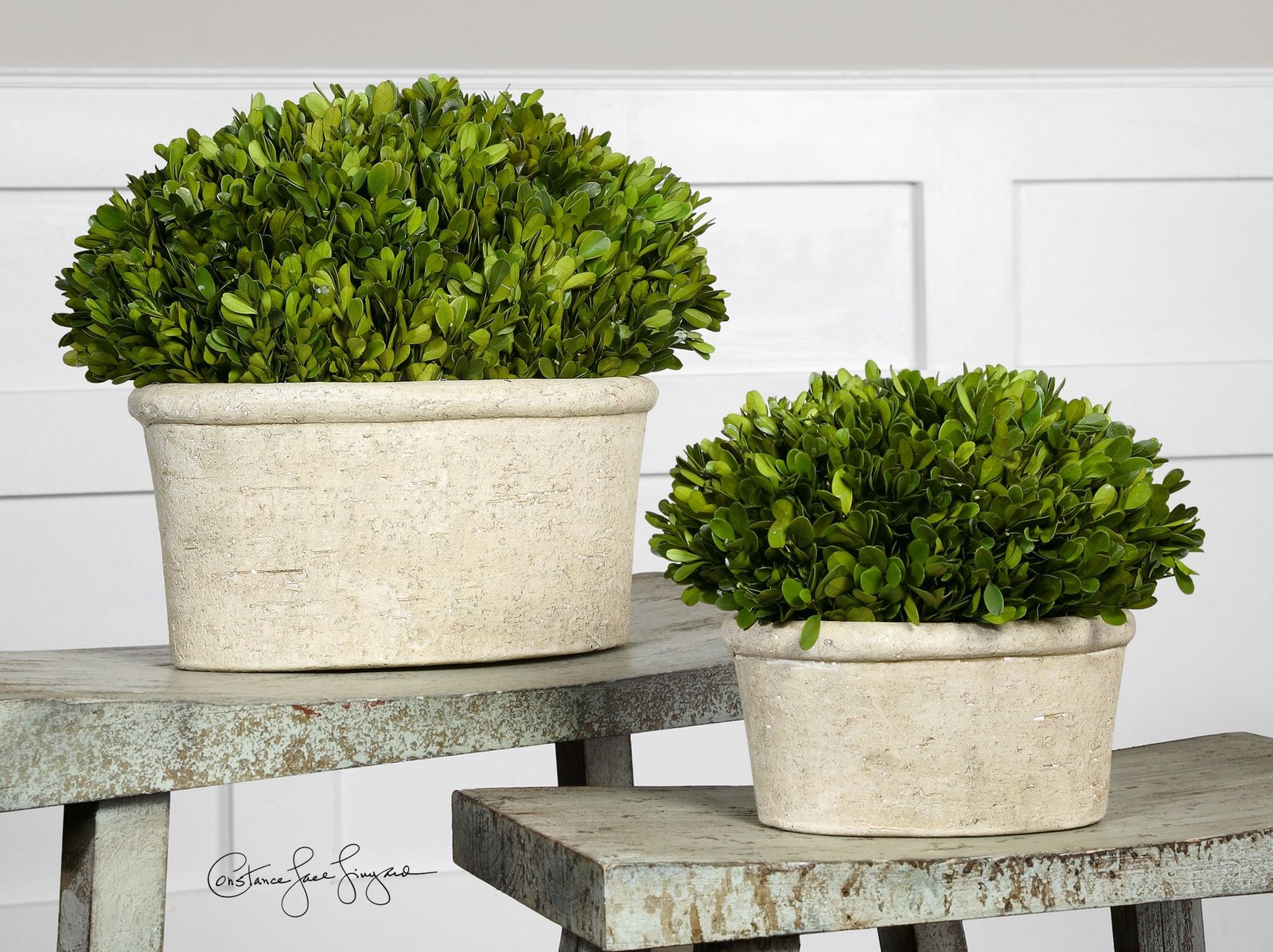 Oval Globe Topiary Pot Set | Preserved Boxwood Greenery European