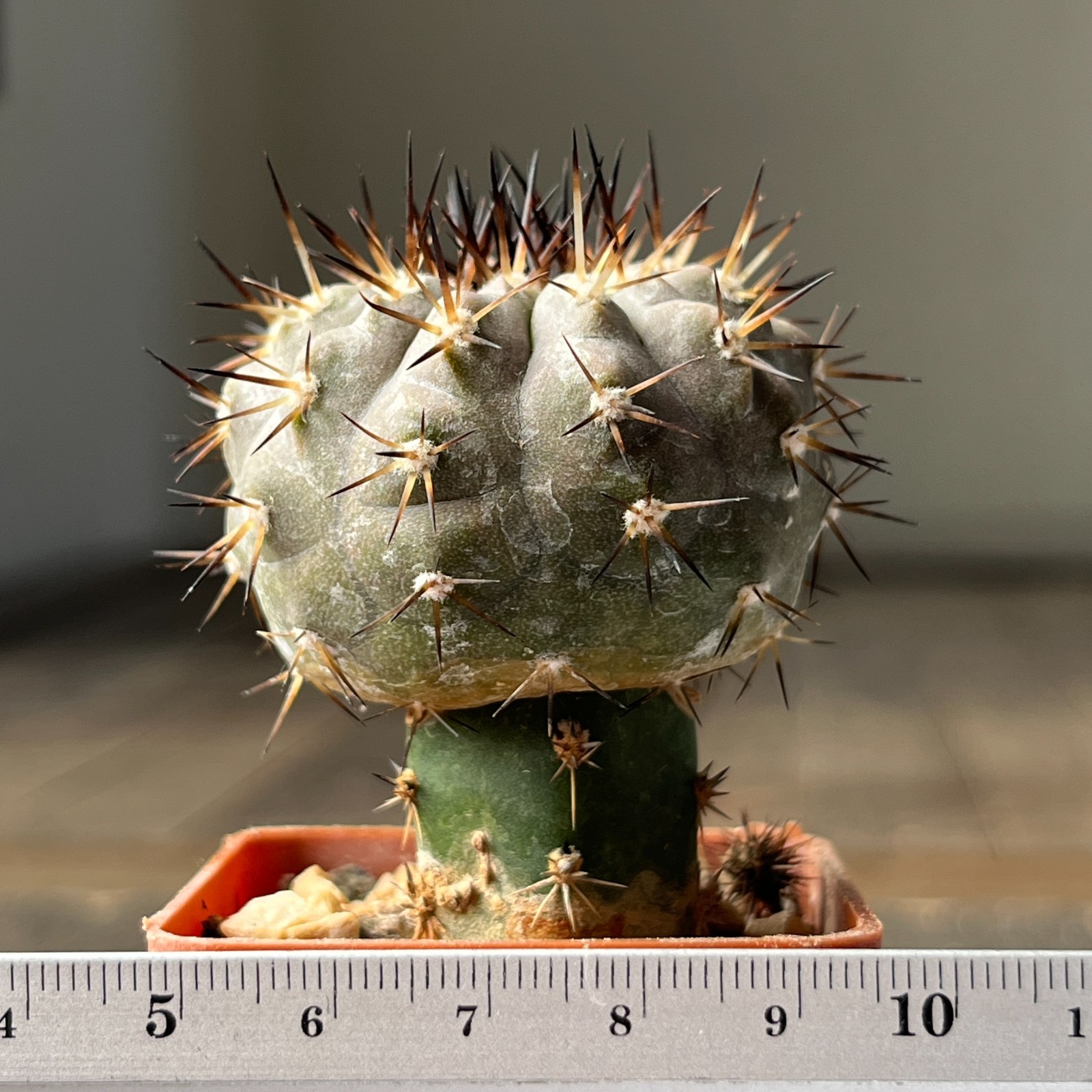 A28-1380 Copiapoa cinerea, HR1024, El Griton, Black spine, dark body, white coat
