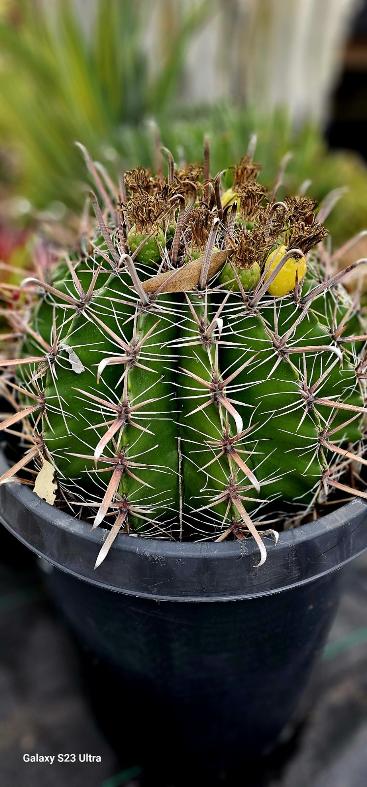 FEROCACTUS HERRERAE Cactus 15gal