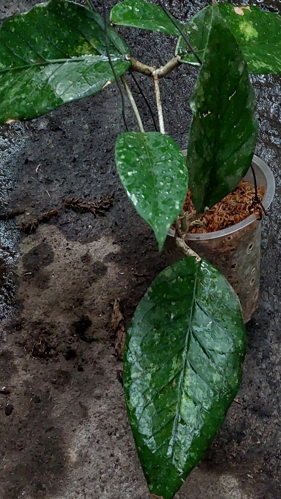 Promo Hoya Sp Aceh Very Rare Free phytosanitary Ship By DHL Express.