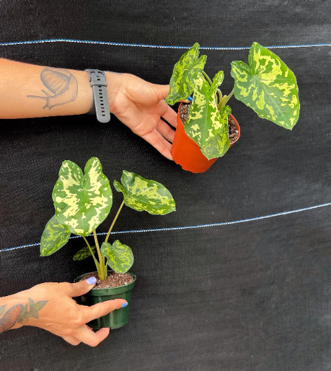 Alocasia Hilo Beauty in 4″ Pot | Elephant Ears Plug | Caladium Indoor & Outdoor